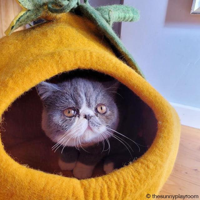 Cat Cave - Pumpkin